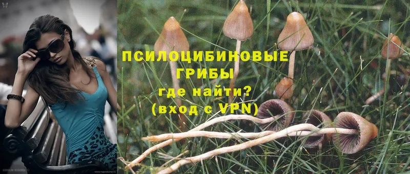 Псилоцибиновые грибы Cubensis  Мензелинск 